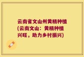 云南省文山州黄精种植(云南文山：黄精种植兴旺，助力乡村振兴)