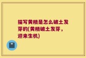 描写黄精是怎么破土发芽的(黄精破土发芽，迎来生机)