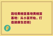 栽培黄精苗基地黄精苗基地：从小苗开始，打造健康生态链)