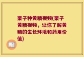 栗子种黄精视频(栗子黄精视频，让你了解黄精的生长环境和药用价值)
