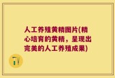 人工养殖黄精图片(精心培育的黄精，呈现出完美的人工养殖成果)