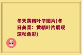 冬天黄精叶子图片(冬日美景：黄精叶片展现深秋色彩)