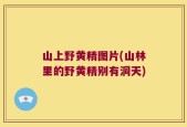 山上野黄精图片(山林里的野黄精别有洞天)