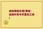 湖南黄精长相(黄精：湖南珍贵中药重出江湖)
