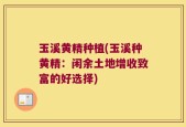 玉溪黄精种植(玉溪种黄精：闲余土地增收致富的好选择)