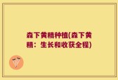 森下黄精种植(森下黄精：生长和收获全程)