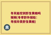 冬天能挖到野生黄精吗视频(冬季野外探险：寻找珍贵野生黄精)