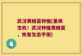 武汉黄精苗种植(重焕生机！武汉种植黄精苗，恢复生态平衡)