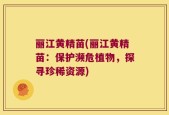 丽江黄精苗(丽江黄精苗：保护濒危植物，探寻珍稀资源)