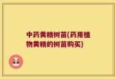 中药黄精树苗(药用植物黄精的树苗购买)