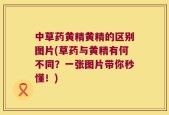 中草药黄精黄精的区别图片(草药与黄精有何不同？一张图片带你秒懂！)