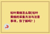 松叶黄精怎么取(松叶黄精的采集方法与注意事项，你了解吗？)