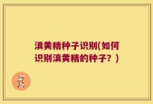 滇黄精种子识别(如何识别滇黄精的种子？)