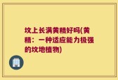 坟上长满黄精好吗(黄精：一种适应能力极强的坟地植物)