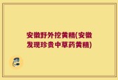 安徽野外挖黄精(安徽发现珍贵中草药黄精)