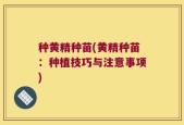 种黄精种苗(黄精种苗：种植技巧与注意事项)