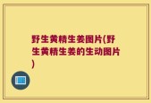 野生黄精生姜图片(野生黄精生姜的生动图片)