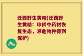 迁西野生黄精(迁西野生黄精：珍稀中药材恢复生态，濒危物种得到保护)