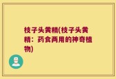 枝子头黄精(枝子头黄精：药食两用的神奇植物)