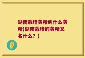 湖南栽培黄精叫什么黄精(湖南栽培的黄精又名什么？)