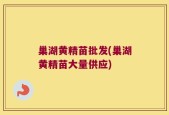 巢湖黄精苗批发(巢湖黄精苗大量供应)