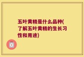 五叶黄精是什么品种(了解五叶黄精的生长习性和用途)