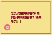 怎么识别黄精植株(如何分辨黄精植株？快来学习！)