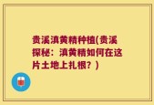 贵溪滇黄精种植(贵溪探秘：滇黄精如何在这片土地上扎根？)