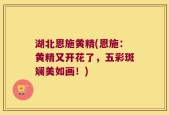 湖北恩施黄精(恩施：黄精又开花了，五彩斑斓美如画！)