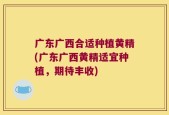 广东广西合适种植黄精(广东广西黄精适宜种植，期待丰收)