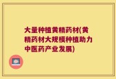 大量种植黄精药材(黄精药材大规模种植助力中医药产业发展)