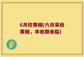 6月挖黄精(六月采收黄精，丰收期来临)