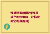 涉县野黄精图片(涉县盛产的野黄精，让你看到它的真面目)