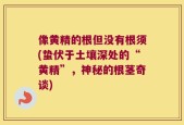 像黄精的根但没有根须(蛰伏于土壤深处的“黄精”，神秘的根茎奇谈)