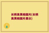 长柄臭黄精图片(长柄臭黄精图片展示)