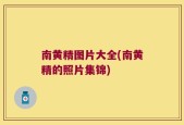 南黄精图片大全(南黄精的照片集锦)