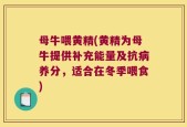 母牛喂黄精(黄精为母牛提供补充能量及抗病养分，适合在冬季喂食)