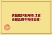 安福挖野生黄精(江西安福县探寻黄精宝藏)