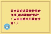 云南省昭通黄精种植合作社(昭通黄精合作社：云南山地中的黄金生意！)