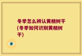 冬季怎么辨认黄精树干(冬季如何识别黄精树干)