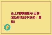 山上的黄精图片(山林深处珍贵的中草药：黄精)