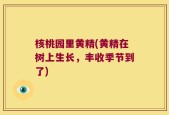 核桃园里黄精(黄精在树上生长，丰收季节到了)