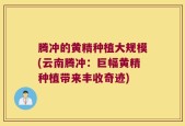 腾冲的黄精种植大规模(云南腾冲：巨幅黄精种植带来丰收奇迹)