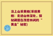 没上山采黄精(采摘黄精：走进山林深处，探秘藏匿在茂密林间的“黄金”秘密)