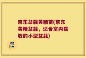 京东盆栽黄精苗(京东黄精盆栽，适合室内摆放的小型盆栽)