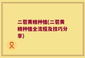 二苞黄精种植(二苞黄精种植全流程及技巧分享)