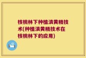 核桃林下种植滇黄精技术(种植滇黄精技术在核桃林下的应用)