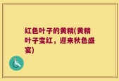 红色叶子的黄精(黄精叶子变红，迎来秋色盛宴)