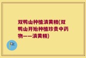 双鸭山种植滇黄精(双鸭山开始种植珍贵中药物——滇黄精)