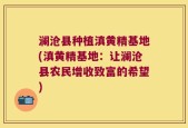 澜沧县种植滇黄精基地(滇黄精基地：让澜沧县农民增收致富的希望)